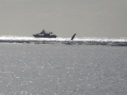 Les baleines à la Réunion