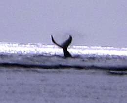Baleine à la Réunion