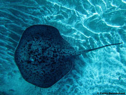 Plongée Pain de Sucre 974