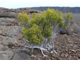 Volcan - Cratère Dolomieu