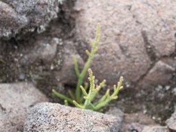 Volcan - Cratère Dolomieu