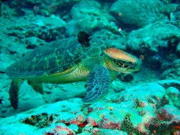 Baptême de plongée