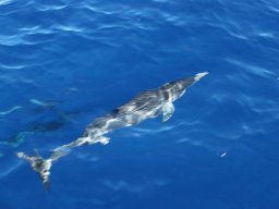 Sortie avec les Dauphins