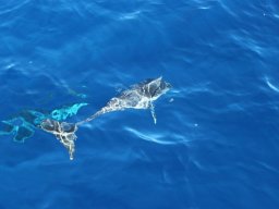 Sortie avec les Dauphins