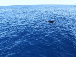 Sortie avec les Dauphins