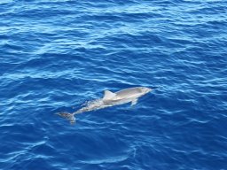 Sortie avec les Dauphins