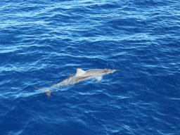 Sortie avec les Dauphins
