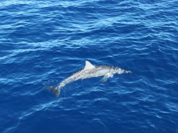 Sortie avec les Dauphins