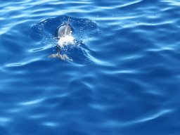 Sortie avec les Dauphins