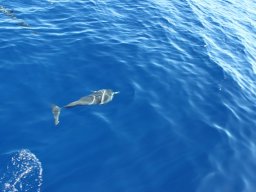 Sortie avec les Dauphins