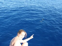 Sortie avec les Dauphins