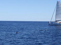 Sortie avec les Dauphins