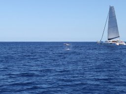 Sortie avec les Dauphins