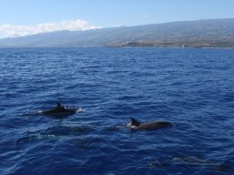 Sortie avec les Dauphins