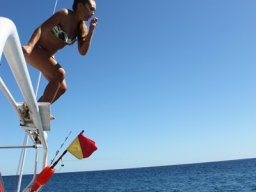 Sortie avec les Dauphins