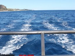 Sortie avec les Dauphins