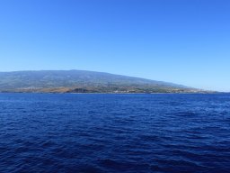 Sortie avec les Dauphins