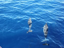 Sortie avec les Dauphins