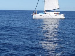 Sortie avec les Dauphins