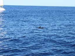 Sortie avec les Dauphins