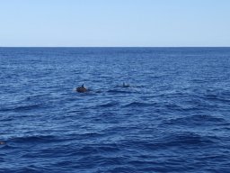 Sortie avec les Dauphins