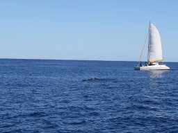 Sortie avec les Dauphins