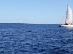 Sortie avec les Dauphins