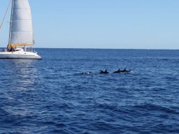 Sortie avec les Dauphins