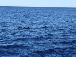 Sortie avec les Dauphins