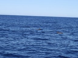 Sortie avec les Dauphins