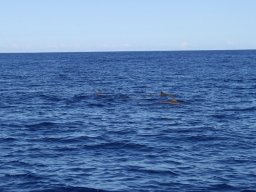 Sortie avec les Dauphins