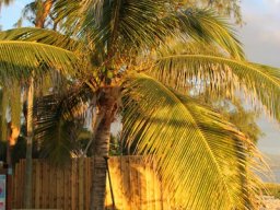 L'hiver réunionnais