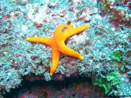 Plongée à Pain de Sucre