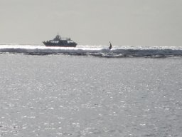 Les baleines à la Réunion