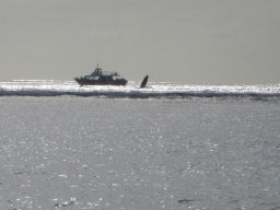 Les baleines à la Réunion