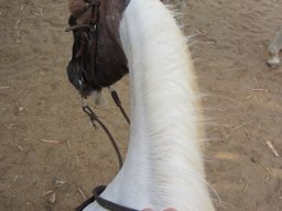 Dans la peau d'un cowboy