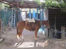 Dans la peau d'un cowboy