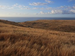 Dans la peau d'un cowboy