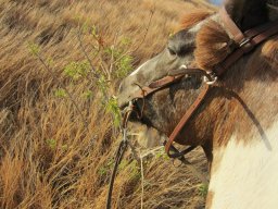 Dans la peau d'un cowboy