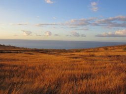 Dans la peau d'un cowboy