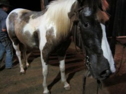 Dans la peau d'un cowboy