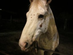 Dans la peau d'un cowboy