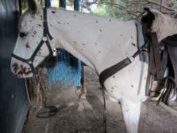 Dans la peau d'un cowboy