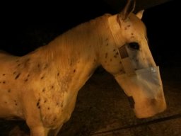 Dans la peau d'un cowboy