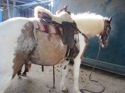 Dans la peau d'un cowboy