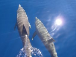 Visite Nini Pilou Téton