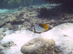 Visite Nini Pilou Téton