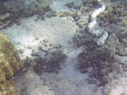 Visite Nini Pilou Téton