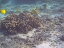 Visite Nini Pilou Téton