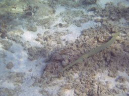 Visite Nini Pilou Téton